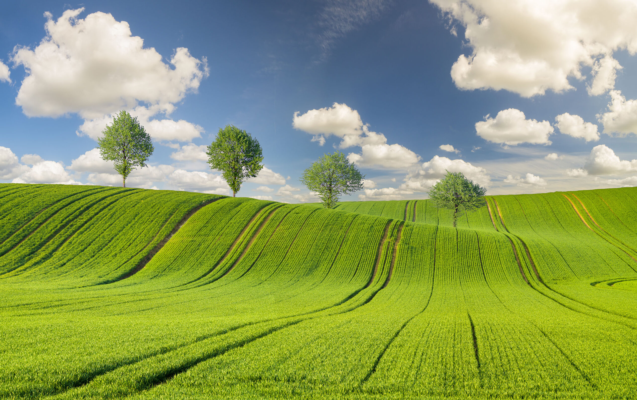 Spring wheat, green field
